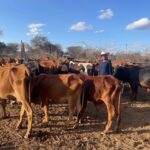 Sustainable Pastoralism: How Rennil Olchekut Ranch is Preserving Kenya’s Ecosystems
