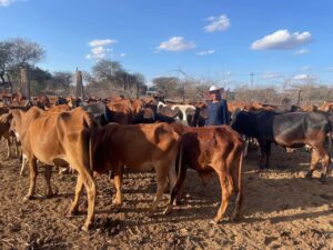 Read more about the article Sustainable Pastoralism: How Rennil Olchekut Ranch is Preserving Kenya’s Ecosystems