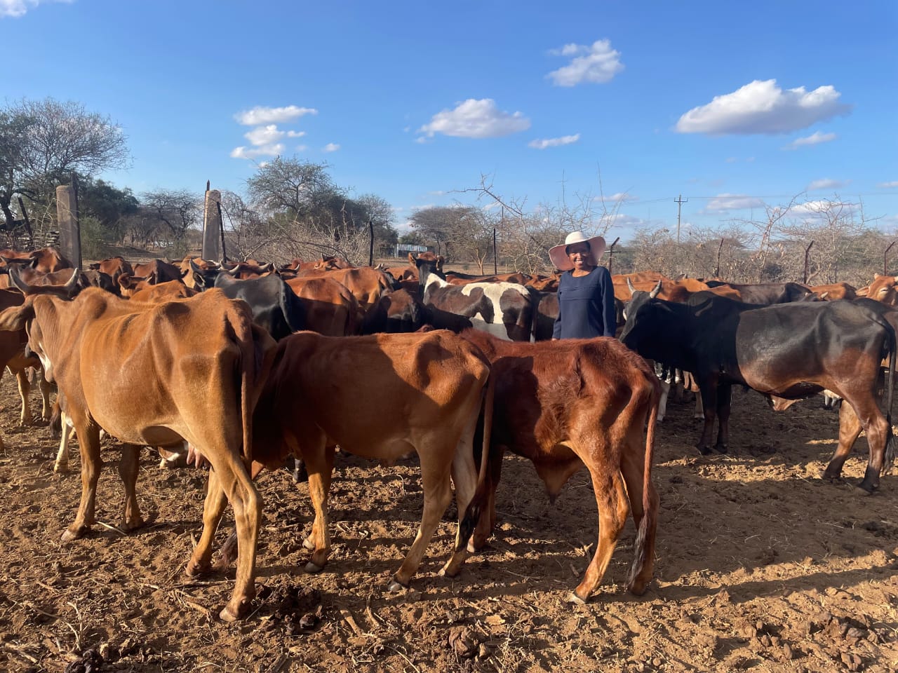 You are currently viewing Sustainable Pastoralism: How Rennil Olchekut Ranch is Preserving Kenya’s Ecosystems